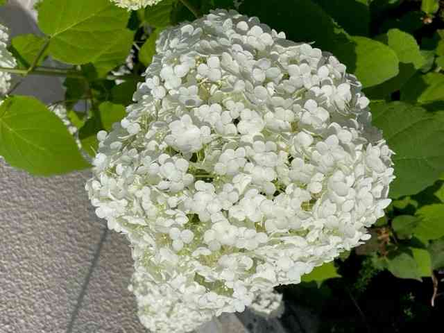 250612　紫陽花